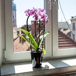 Vista View *